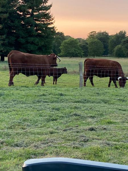 Kingston Lacy Caravan and Motorhome Park