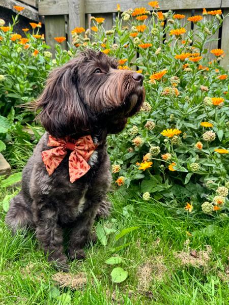 Dog Sailor Bow Tie: Hampstead Golden Hour