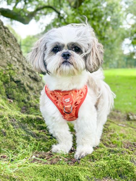 Adjustable Dog Harness: Hampstead Golden Hour