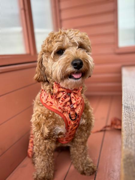 Adjustable Dog Harness: Hampstead Golden Hour