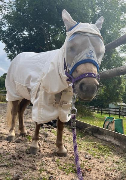 Quality sweet Itch mini rug for a mini Shetland plus hood