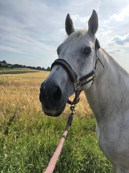 Breatheasy Powder Respiratory Aid for Horses