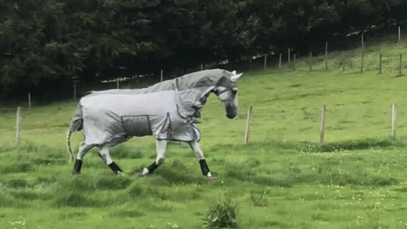 Recommend Fly rug with waterproof back