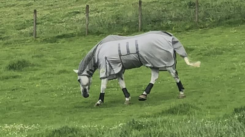 Recommend Fly rug with waterproof back