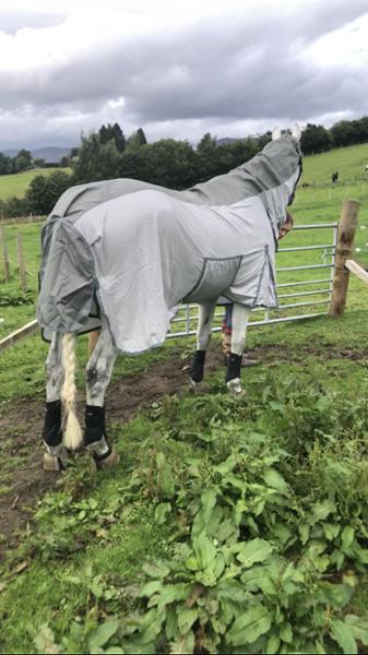 Recommend Fly rug with waterproof back