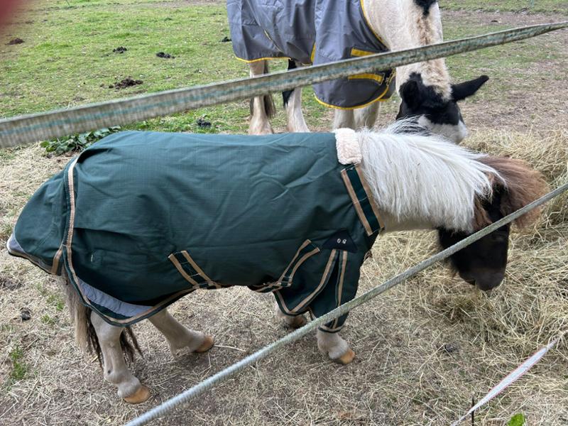 Shetland-Miniature-Donkey-Section A V2 Lightweight No Fill Turnout Rug