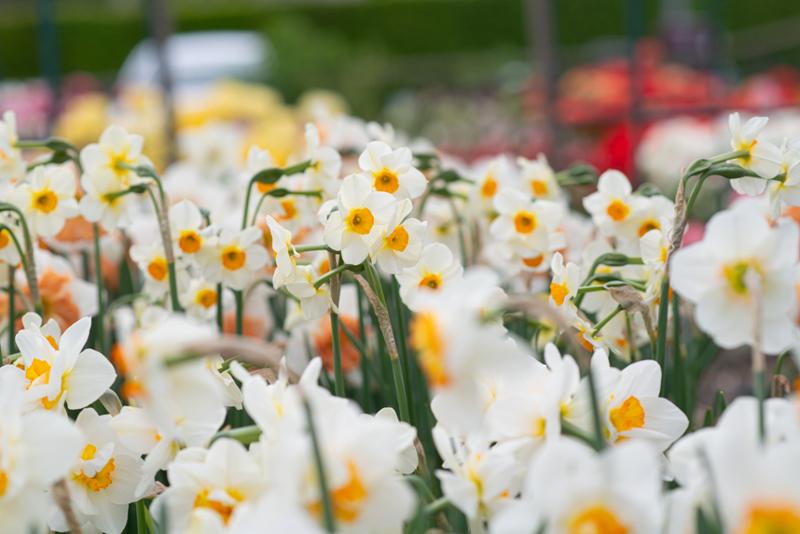 Narcissus Beautiful Eyes