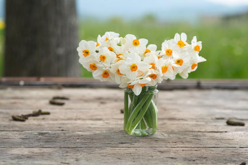 Narcissus Geranium Bulb