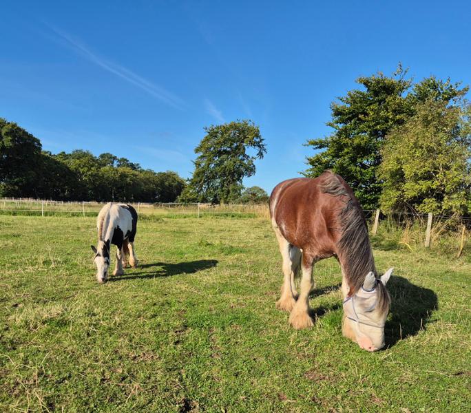 Heavy Horse Pull On Lycra Fly Mask