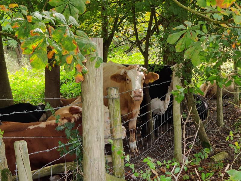 Green Hill Farm Holiday Village