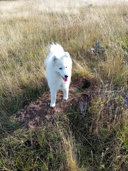 Beef with Chicken Raw Puppy Food Meal