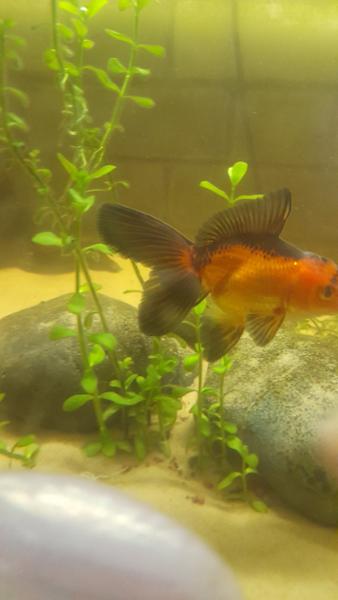 Amazing fancy goldfish