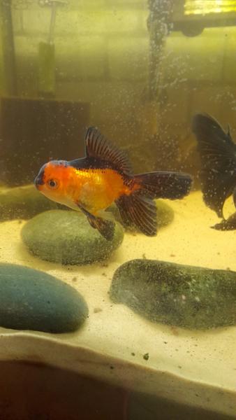 Amazing fancy goldfish