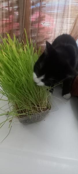 Webbox Cat Grass