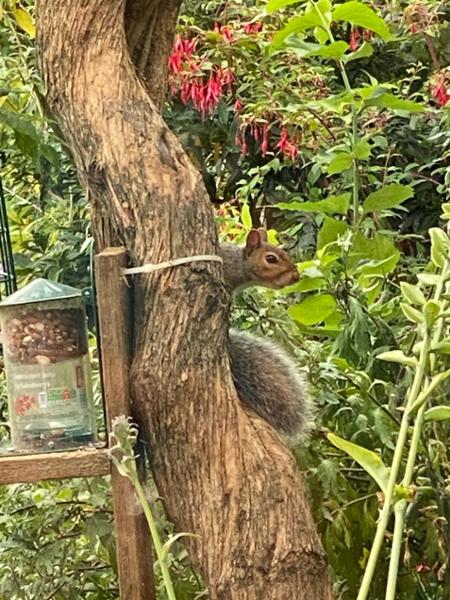 Metal Squirrel Feeder & Squirrel Food Bundle