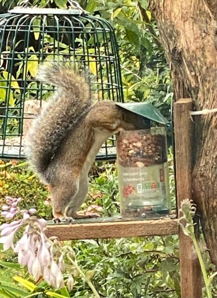 Metal Squirrel Feeder & Squirrel Food Bundle