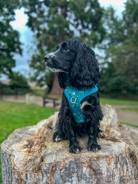 Adjustable Dog Harness: Chiswick Alpine