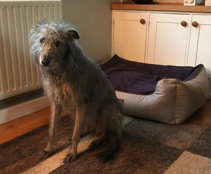 Luxurious bed, but dogs refuse to use it