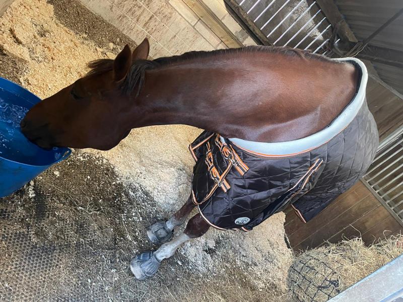 Heavy Horse 200g Middleweight Stable Rug With Fleece Collar