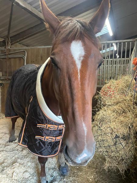 Heavy Horse 200g Middleweight Stable Rug With Fleece Collar