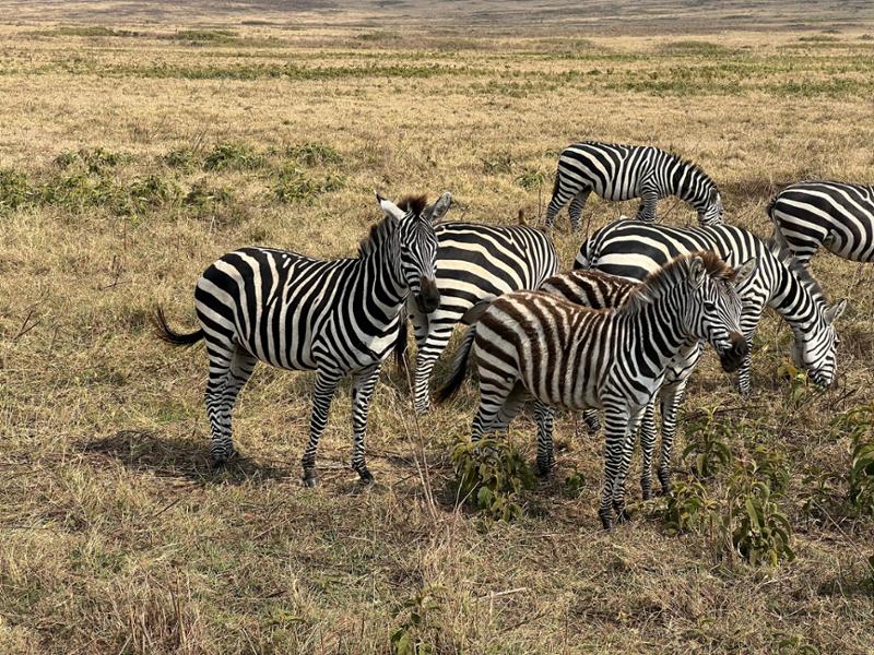 Tanzania Explorer