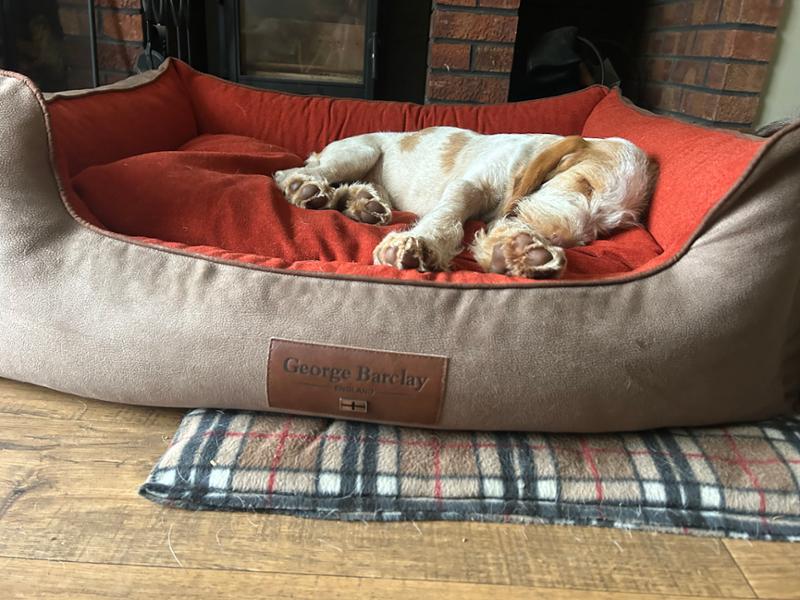 Selbourne Orthopaedic Box Style Dog Bed - Ginger / Ember, X-Large, Bed with Orthopaedic, Blended Memory Foam Particles