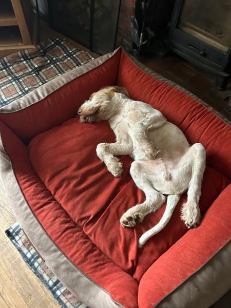 Selbourne Orthopaedic Box Style Dog Bed - Ginger / Ember, X-Large, Bed with Orthopaedic, Blended Memory Foam Particles