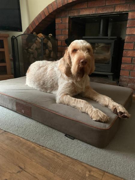 Selbourne Orthopaedic Box Style Dog Bed - Ginger / Ember, X-Large, Bed with Orthopaedic, Blended Memory Foam Particles