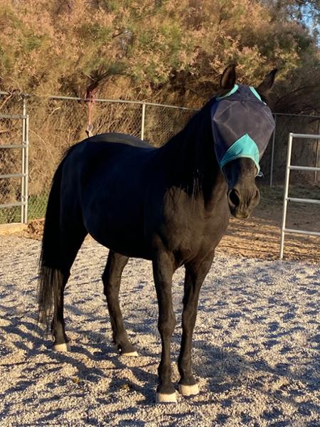 WEATHERBEETA COMFITEC FINE MESH MASK BLACK/TURQUOISE PONY