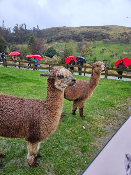 Lake Cruises - TSS Earnslaw Cruise & Walter Peak Farm Tour - Queenstown