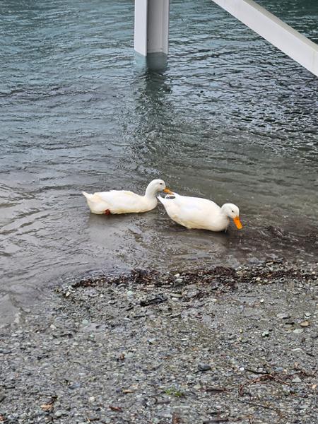 Lake Cruises - TSS Earnslaw Cruise & Walter Peak Farm Tour - Queenstown