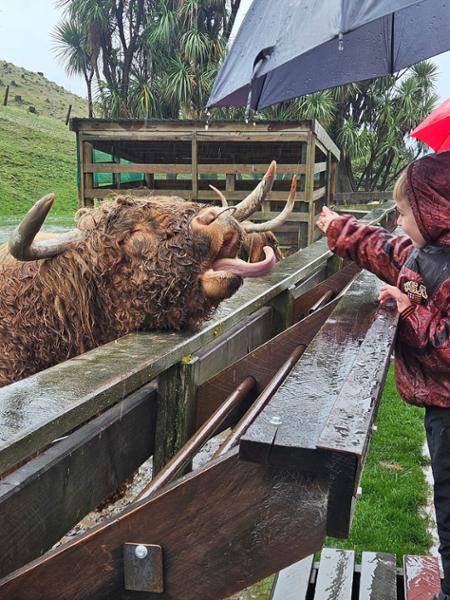 Lake Cruises - TSS Earnslaw Cruise & Walter Peak Farm Tour - Queenstown