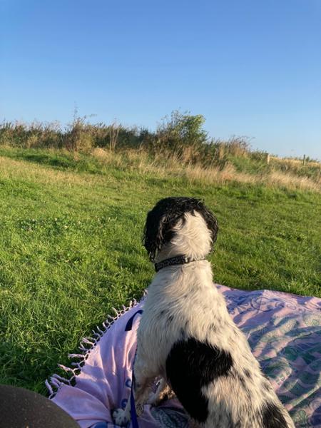 Gupton Farm Campsite