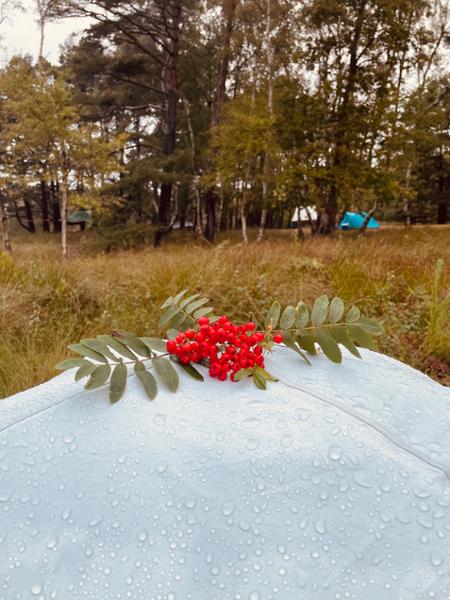 Brownsea Island Campsite