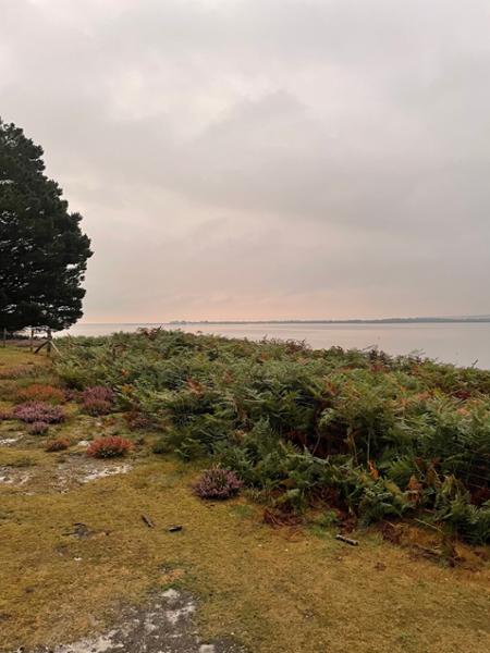 Brownsea Island Campsite