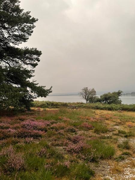 Brownsea Island Campsite