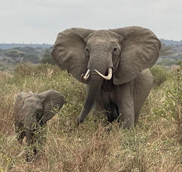 Tanzania Explorer