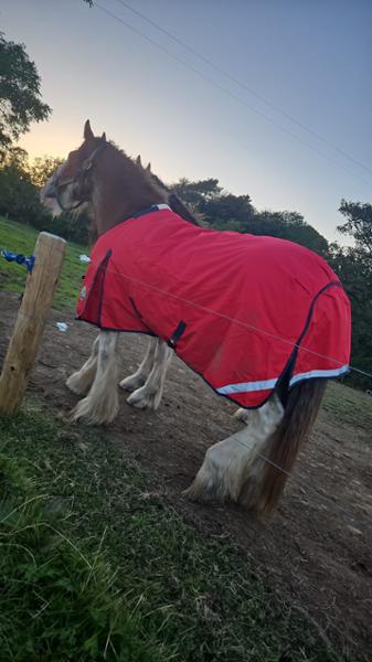 Heavy Horse Heavyweight 400g V2 1200D Turnout Rug