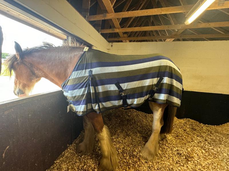 Heavy Horse Fleece With Tail Flap