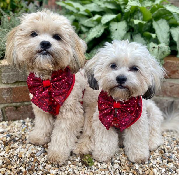 Adjustable Dog Harness in Floral Red Mulberry Extra Small Puppy to Medium and Large Breeds. Comfortable, safe and stylish