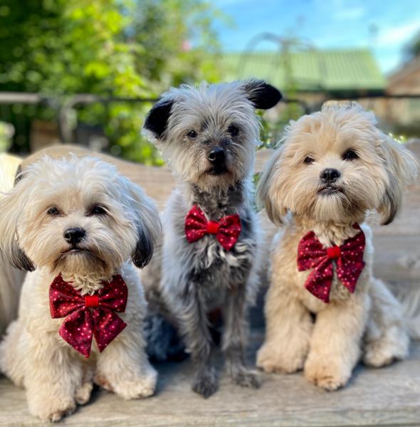 Adjustable Dog Harness in Floral Red Mulberry Extra Small Puppy to Medium and Large Breeds. Comfortable, safe and stylish