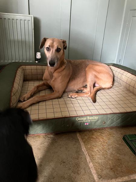 George Barclay Country Sofa Dog Bed Olive Green - Large 120 x 75 x 27cm, Replacement Cover