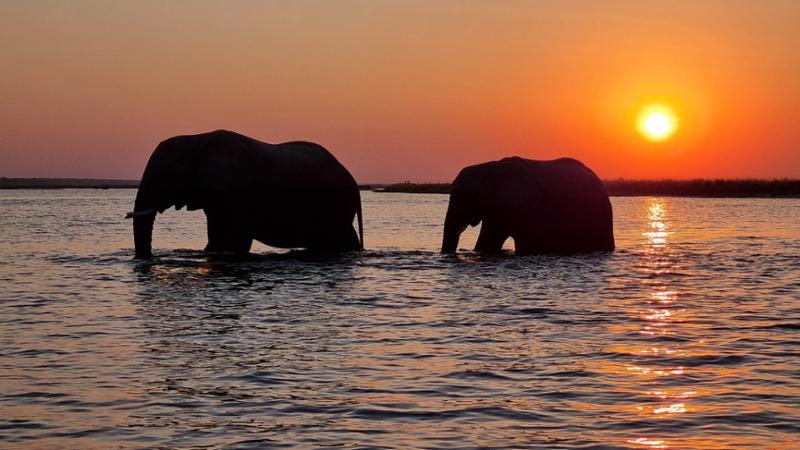 Botswana Wildlife Safari