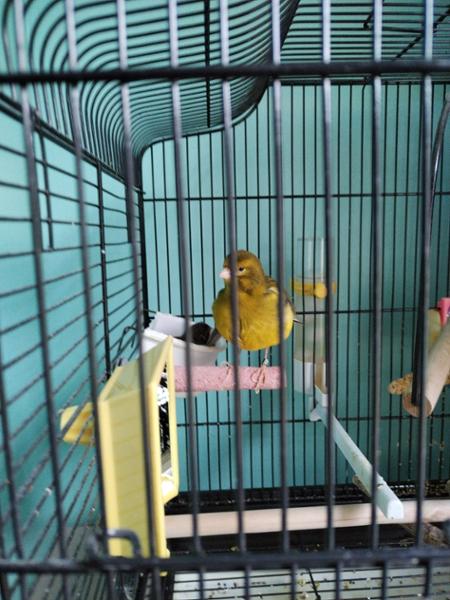 AVIGOLD ADVANCE All-in-One Cage & Aviary Bird Tonic